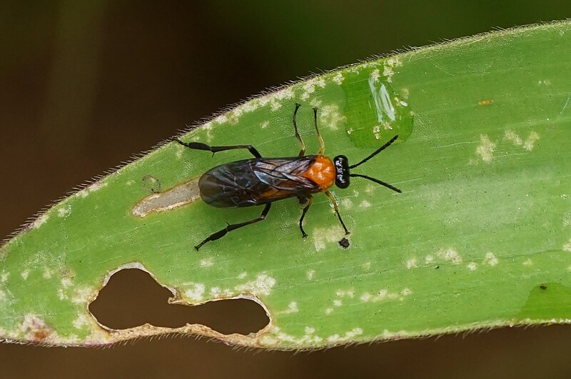 File:Tenthredinidae sawfly 03765.jpg