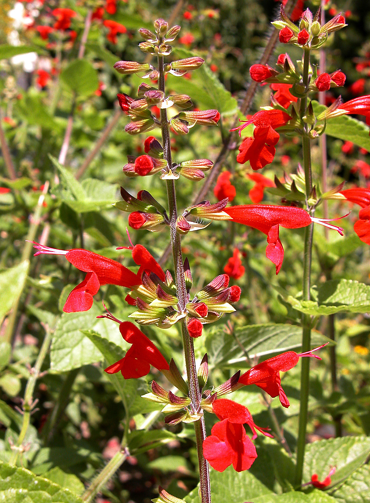 Salvia coccinea - Wikipedia, la enciclopedia libre