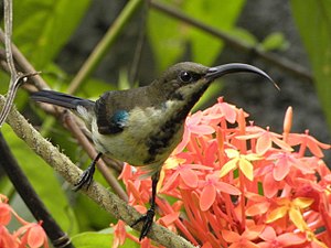 Male (eclipse)