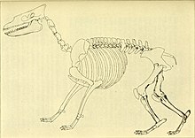 Outdated reconstruction of Protheosodon by Frederic Loomis, combining its scarce remains with a now outdated assumed affinity with the macraucheniid Theosodon. The Deseado formation of Patagonia (1914) (14577238310).jpg