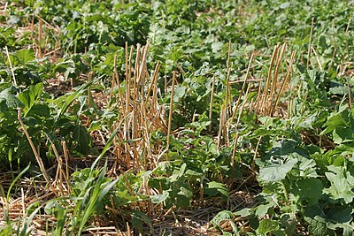 The Johnson farm has a diverse crop rotation with a cover crop (five images) (14627772232).jpg