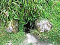 The Well of the Dead at Culloden Battlefield - geograph.org.uk - 215564.jpg