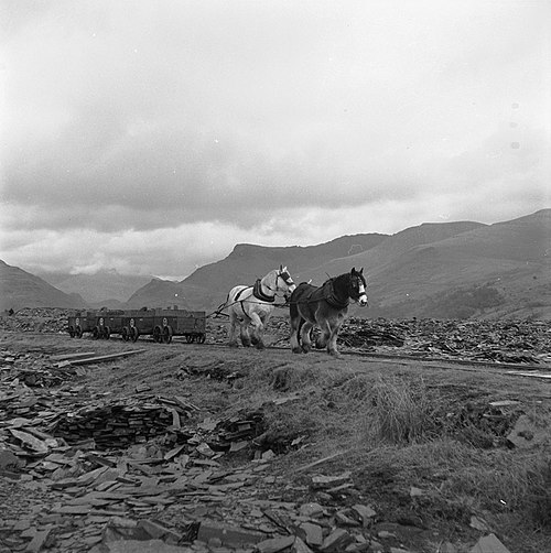 A horse-drawn train carrying slate at Dyffryn Nantlle in Wales, 1959.