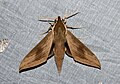 Theretra boisduvali (Sphingidae) (4191544740).jpg