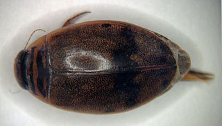 <i>Thermonectus nigrofasciatus</i> Species of beetle