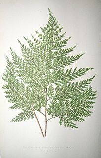 <i>Thyrsopteris</i> Genus of ferns