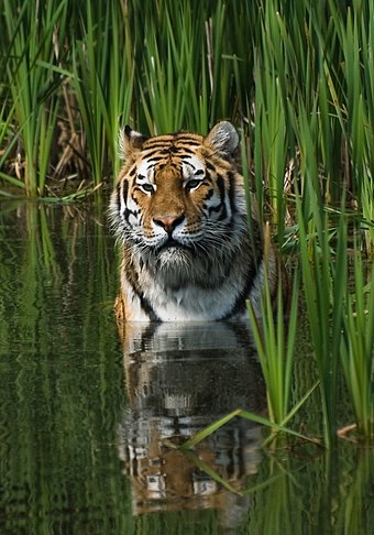 Gambar Harimau Dan Anaknya