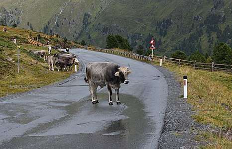 Cows at Kaunertal, Tyrol