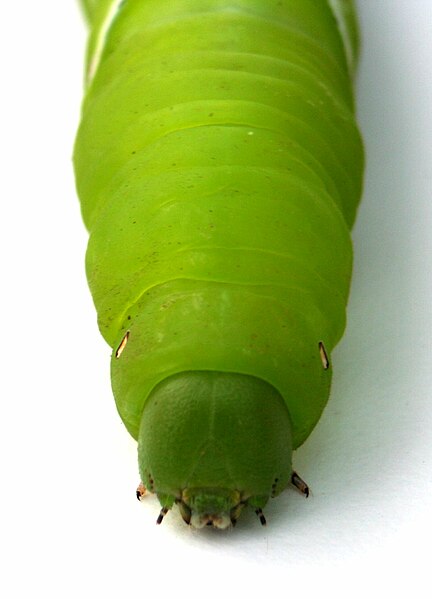 File:Tobacco hornworm 2.jpg