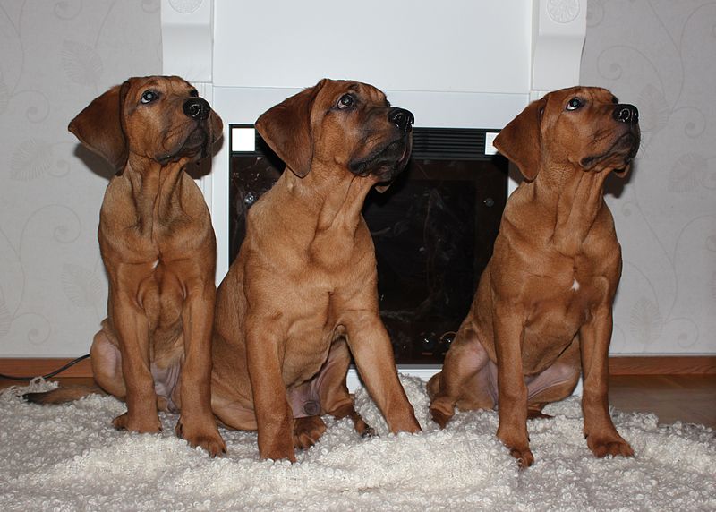 File:Tosa Inu puppies 4months.JPG