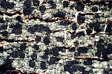 Trapeliopsis flexuosa-2.jpg