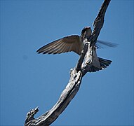 Golondrina de los árboles haciendo una pausa durante el vuelo.