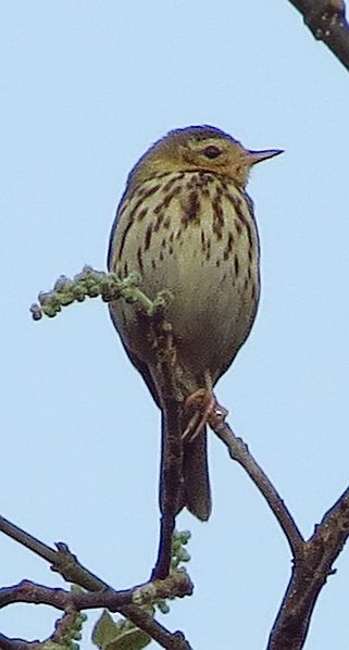 File:Tree pipit at Tikarpara Odisha India December 2012.jpg