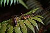 Tree wētā on fern frond.