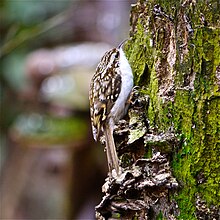 Eurasian treecreeper Treecreeper.jpg