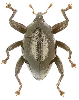 Trigonopterus cyclopensis