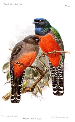 Illustration by Keulemans, 1892