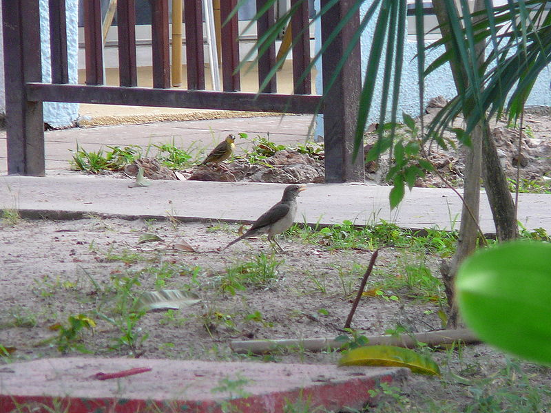 File:Turdus pelios 0001.jpg