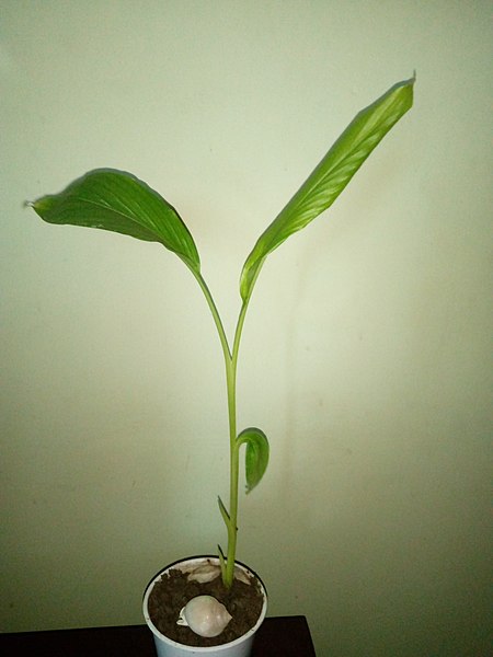 File:Turmeric leaves.jpg