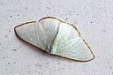 Unide moth 20
