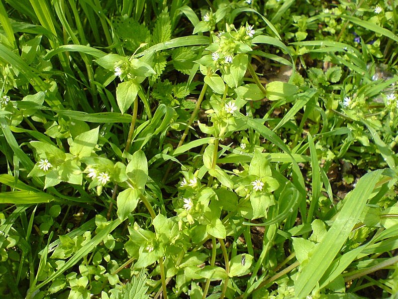 File:Unknown plant, Ostrava 1.jpg