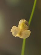 Utricularia hispida