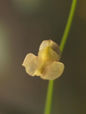 Utricularia hispida 3.jpg