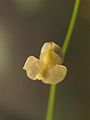 Utricularia hispida flower