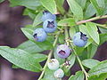 Nedderbusch Bickbeer (Vaccinium angustifolium)