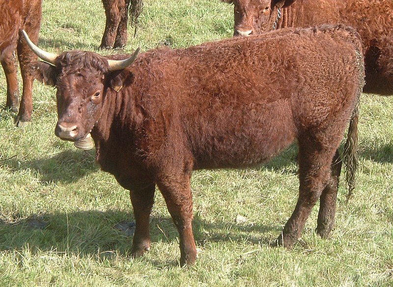 Vache, Wiki Animaux