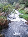 Running waters of brook in Nahal Sorek
