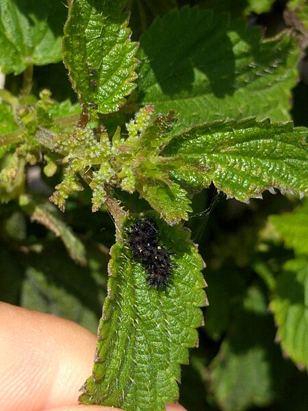 File:Vanessa atalanta (Atalanta) - rups - Klinkenbergerplas, NL.jpg