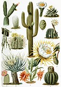 Various Cactaceae.jpg