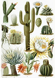 Ilustraciones de varias especies de cáctus.