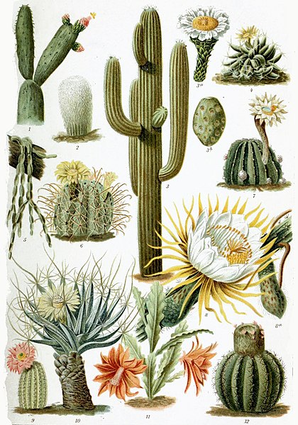 File:Various Cactaceae.jpg