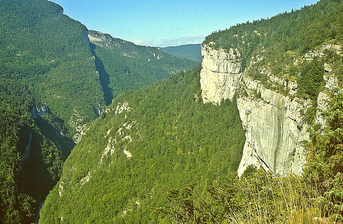 Forêt du Vercors