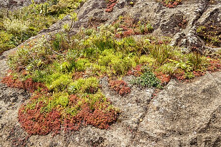 Vegetation on a rock Chinamada Tenerife