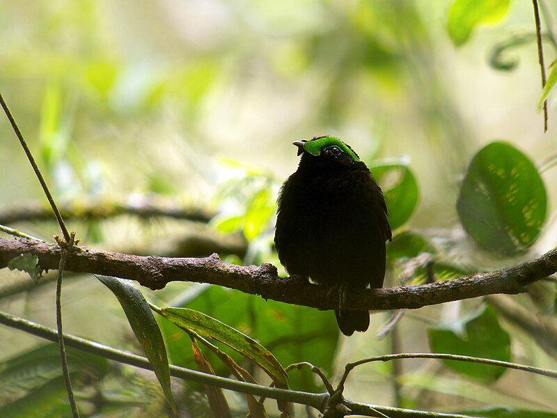 File:Velvet Asity (Philepitta castanea), Ranomafana National Park, Madagascar (13975469773).jpg