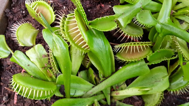 File:Venus flytrap in Utopia park Israel - 01.jpg