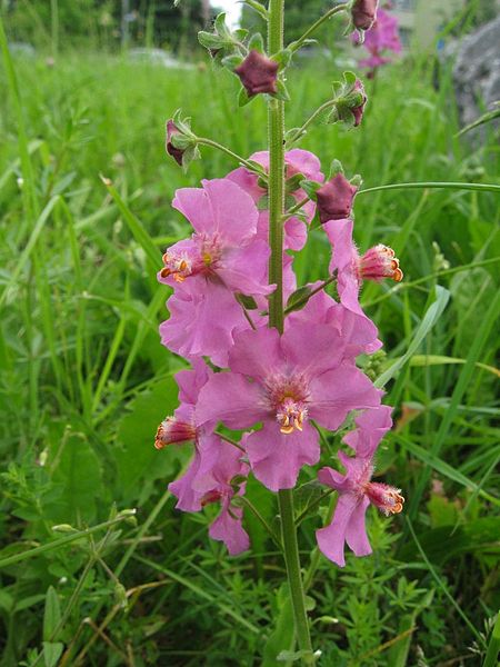 File:Verbascum-phoeniceum-Salzburg, Stadt Salzburg, Sam, S-Bahn-Station-E-MK-24227e.jpg