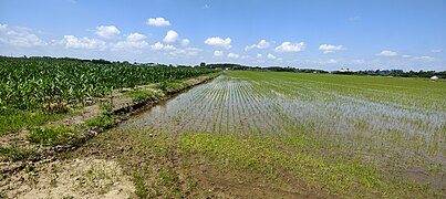 Vercelli agricoltura.jpg