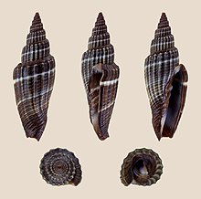 Vexillum subdivisum 01.JPG