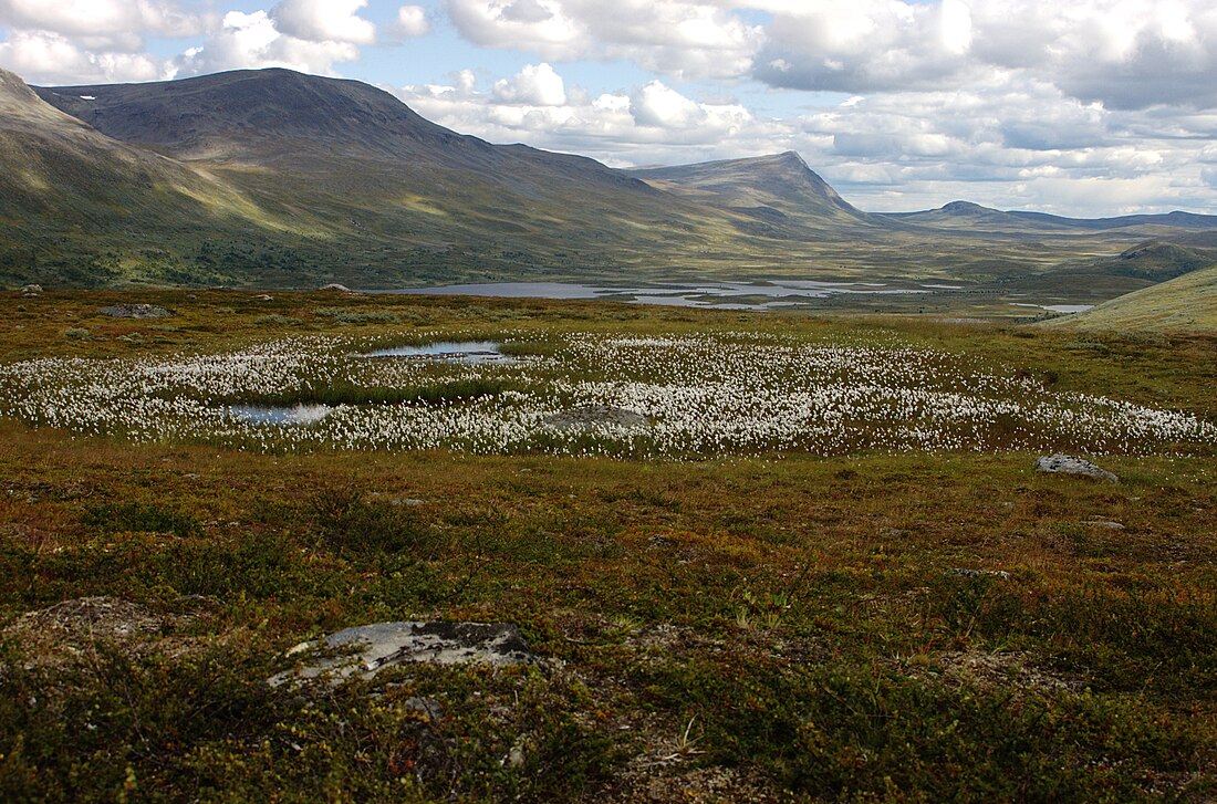 Réserve naturelle de Vindelfjällen