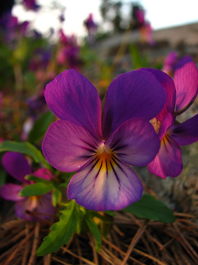 Viola tricolor (Come-and-Cuddle-Me, Heart's Delight, Heartsease