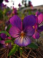 Viola tricolor (flower).jpg