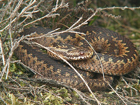 Vipera berus