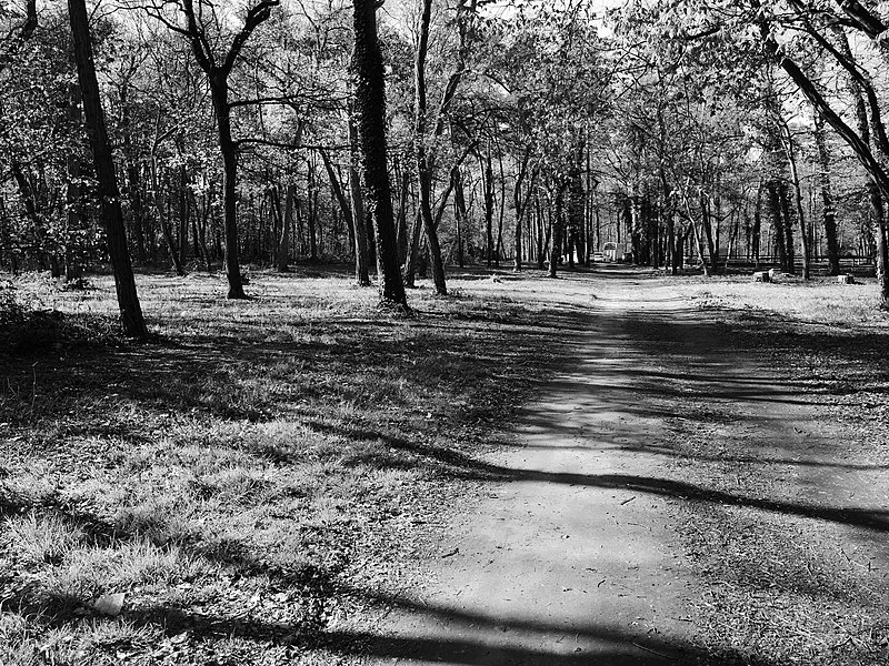 File:Waldweg in Schwarz-Weiß.jpg