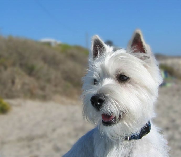 File:Wee Westie on the California Sand (289028932).jpg