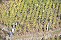 English: Wine vintage at Bernkastel-Kues at the river Mosel in Germany Français : Vigne traditionnelle à Bernkastel-Kues, sur la rive de la Moselle en Allemagne