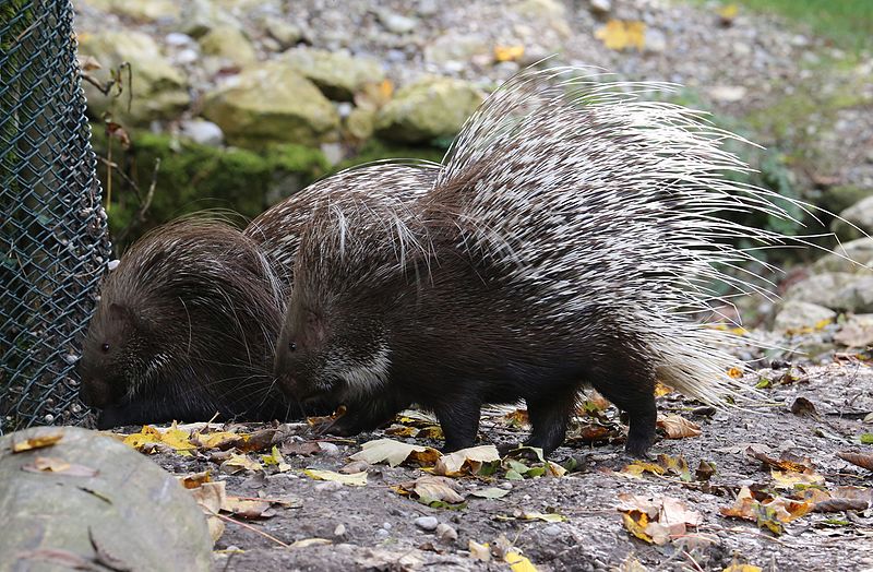 File:Weissschwanzstachelschwein Hystrix indica Tierpark Hellabrunn-4.jpg